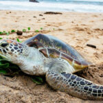 turtles